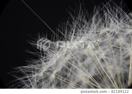 Den Helder, the Netherlands. September 2021. Close up of the fluff of a dandelion. Den Helder, the Netherlands. September 2021. Close up of the fluff of a dandelion. 82189122
