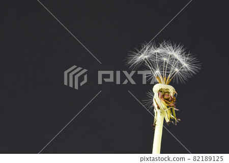 Den Helder, the Netherlands. September 2021. Close up of the fluff of a dandelion. Den Helder, the Netherlands. September 2021. Close up of the fluff of a dandelion. 82189125