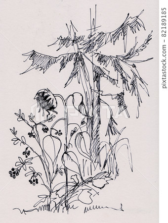 sunflower on the background of the spruce sunflower on the background of the spruce 82189185