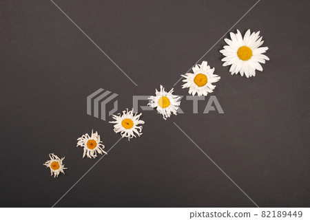 Composition chamomiles flowers on color paper background Composition chamomiles flowers on color paper background 82189449