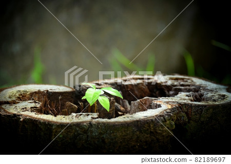 New sprout 82189697