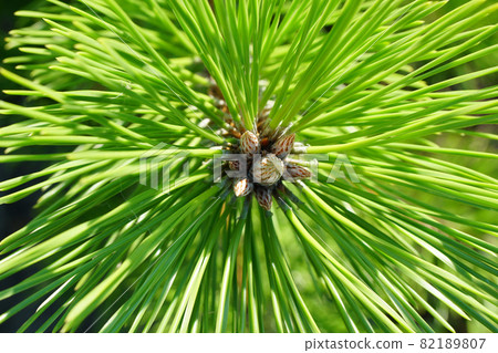 用於防風林的年輕黑松樹的芽...... 2 82189807