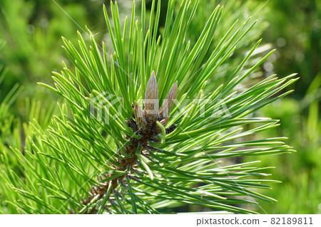 Sprouts of young black pine trees for windbreaks ... 3 Sprouts of young black pine trees for windbreaks ... 3 82189811
