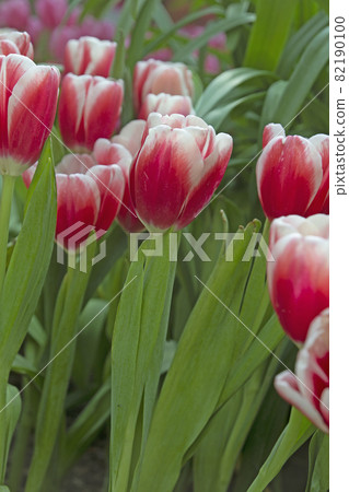 Spring blooming tulip flowrs blossom scene. 82190100