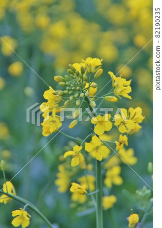 Rape blossoms Rape blossoms 82190235