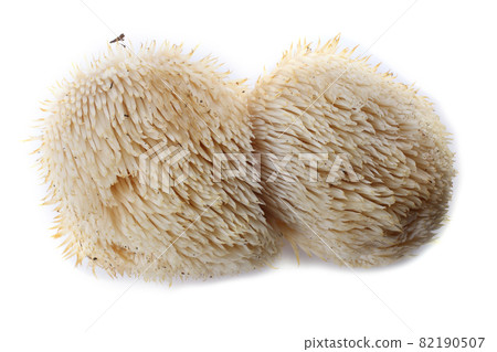 Hericium erinaceus mushroom (monkey head mushroom, bearded tooth fungus, bearded hedgehog mushroom, pom pom, lion's mane mushroom) Hericium erinaceus mushroom (monkey head mushroom, bearded tooth fungus, bearded hedgehog mushroom, pom pom, lion's mane mushroom) 82190507