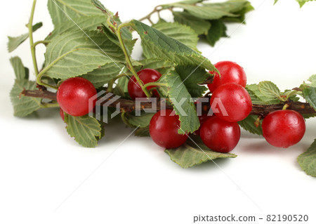 Nanking cherry on branch 82190520