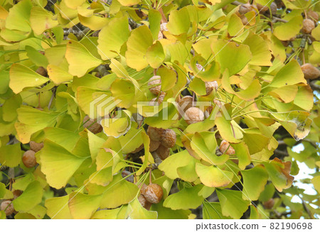 Ginkgo tree 82190698
