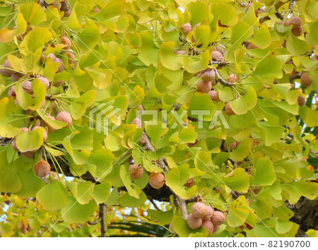 Ginkgo tree Ginkgo tree 82190700