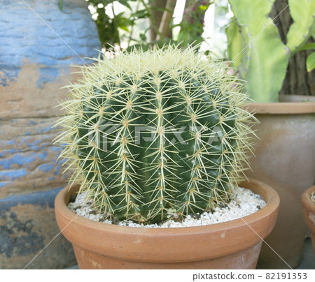 Dwarf cactus in a small pot 82191353