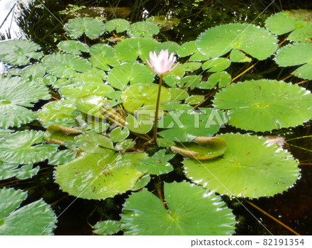 A single water lily flower floating in a pond [blooming] 82191354