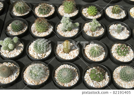 top view Many cactus Trees are lined up. top view Many cactus Trees are lined up. 82191405