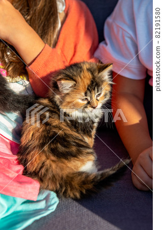Cute 3 coloured kitten, calico Cute 3 coloured kitten, calico 82191580