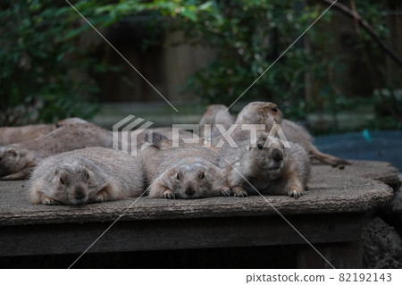 Oshikura Manju together 82192143