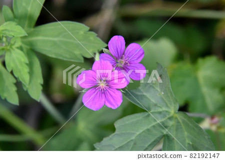 Cranesbill花 Cranesbill花 82192147