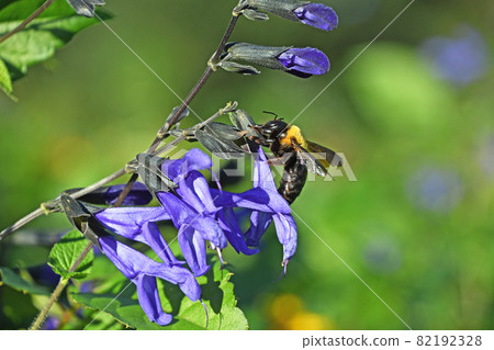 Kimunekumabachi 棲息在鼠尾草 Guaranichika Kimunekumabachi 棲息在鼠尾草 Guaranichika 82192328