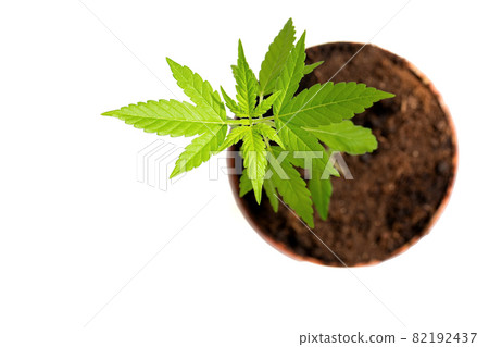 Marijuana plant leaves closeup on white Marijuana plant leaves closeup on white 82192437