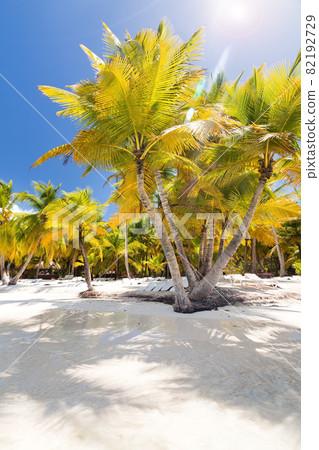 Beach scene with sunbeds under coconut palms Beach scene with sunbeds under coconut palms 82192729