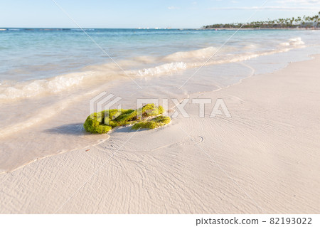 Seaweed on caribbean sandy beach 82193022