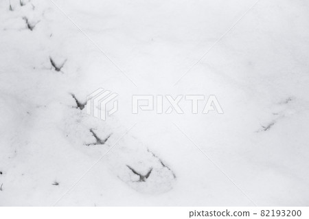 Background snow texture, with fresh pheasant footprint trail 82193200