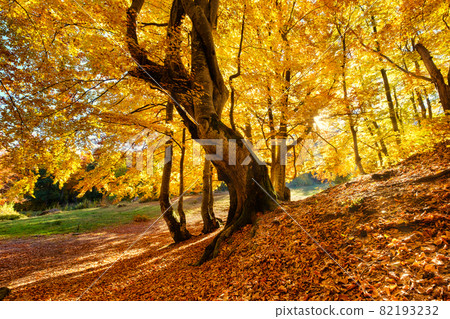Sun rays through autumn trees. Natural autumn landscape in the forest. Autumn forest Sun rays through autumn trees. Natural autumn landscape in the forest. Autumn forest 82193232
