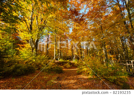 Sun rays through autumn trees. Natural autumn landscape in the forest. Autumn forest Sun rays through autumn trees. Natural autumn landscape in the forest. Autumn forest 82193235