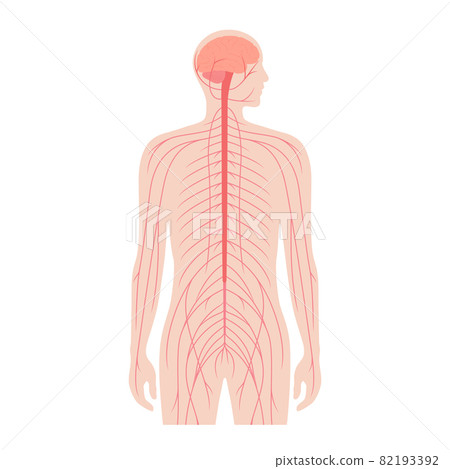 Central nervous system 82193392