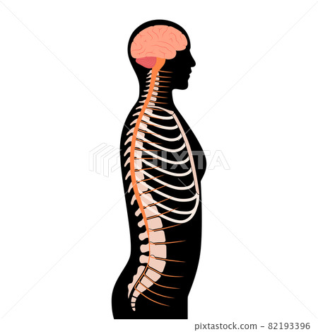 Spinal cord anatomy Spinal cord anatomy 82193396