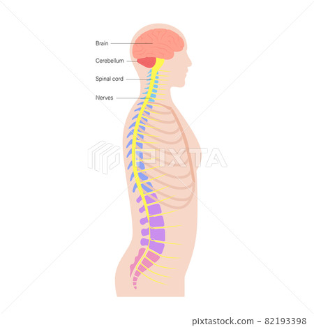 Spinal cord anatomy Spinal cord anatomy 82193398