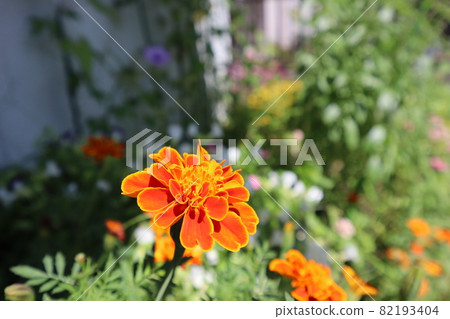 Orange marigold flowers Orange marigold flowers 82193404
