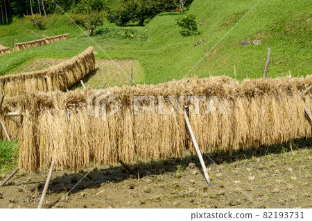 Rice harvesting (goby) 2021 82193731