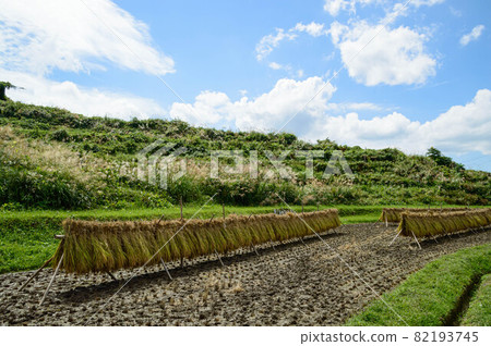 Rice harvesting (goby) 2021 82193745