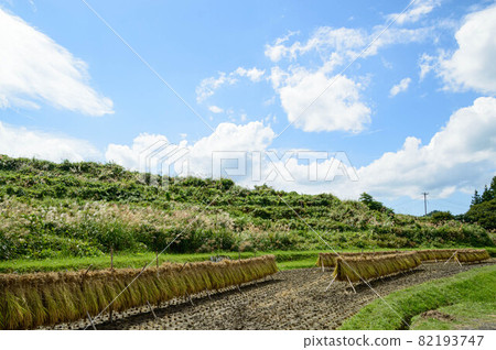 Rice harvesting (goby) 2021 82193747