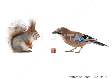 jay and squirrel are eternal friends and competitors and enemies isolated on white background jay and squirrel are eternal friends and competitors and enemies isolated on white background 82194048
