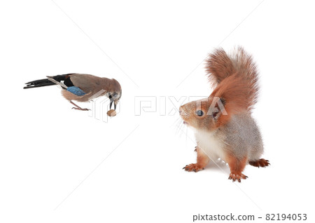 jay and squirrel are eternal friends and competitors and enemies isolated on white background jay and squirrel are eternal friends and competitors and enemies isolated on white background 82194053