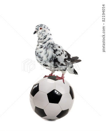white dove sits on soccer ball isolated on white background white dove sits on soccer ball isolated on white background 82194054