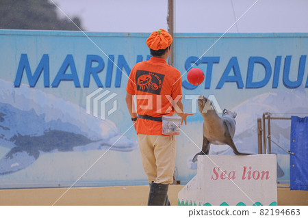 Healthy sea lion 82194663