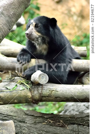 Spectacle bear looking up 82194677