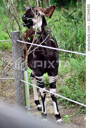 Okapi Okapi 82194688