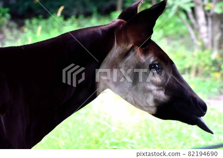 Okapi Okapi 82194690