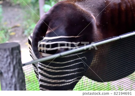 Okapi buttock 82194691
