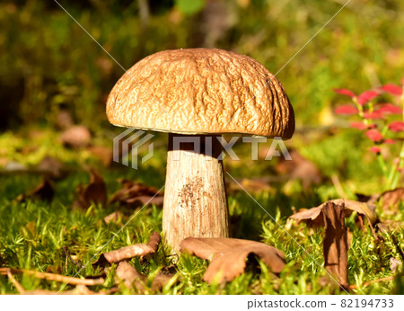 Porcini Cep in forest during mushrooming harvesting season. Boletus Pinophilus. Fungal Mycelium 82194733