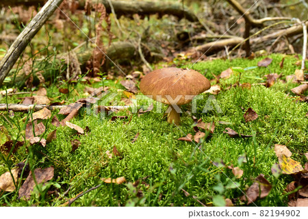 King Pine Bolete in moss at forest. White Mushroom Fungal Mycelium in wildlife.  82194902