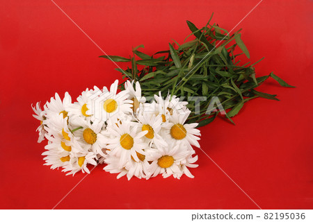 Chamomile flower isolated Chamomile flower isolated 82195036