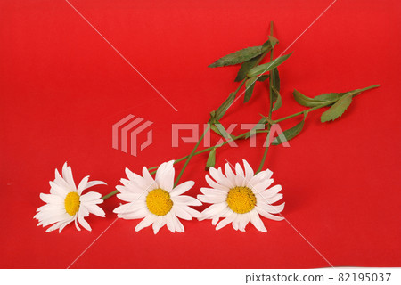 Chamomile flower beautiful and delicate 82195037