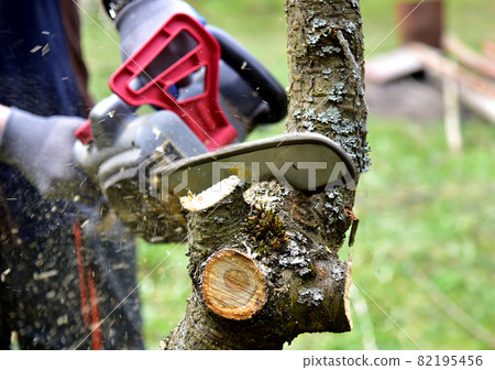 Professional gardener cuts branches on a old tree, with using a chain saw. Trimming trees 82195456