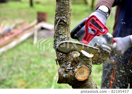 Professional gardener cuts branches on a old tree, with using a chain saw. Trimming trees Professional gardener cuts branches on a old tree, with using a chain saw. Trimming trees 82195457