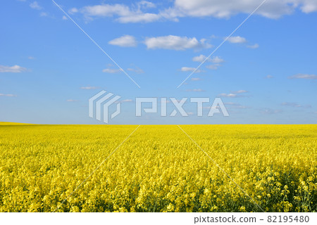 Countryside with yellow oilseed rape field on blue sky background. 82195480