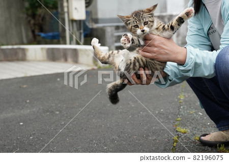 Cute kittens of stray cats who are close to their parents play fights and prepare for independence Cute kittens of stray cats who are close to their parents play fights and prepare for independence 82196075