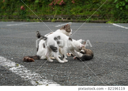 Cute kittens of stray cats who are close to their parents play fights and prepare for independence 82196119